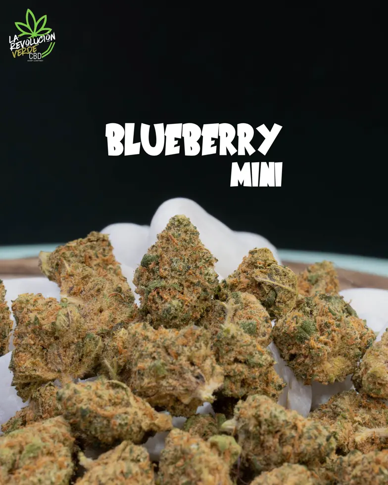 Blueberry Mini